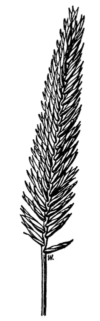 desert wheatgrass