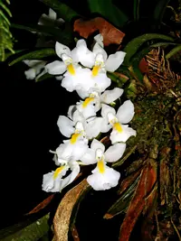 Rodriguezia bracteata (Rodriguezia bracteata) plant
