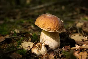 mushrooms