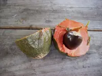 pouteria