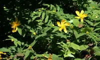 Rose-of-Sharon