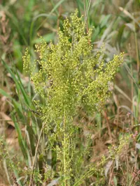 sweet wormwood (Artemisia annua) plant