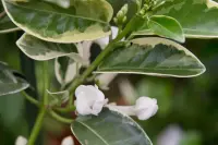 Stephanotis floribunda leaf