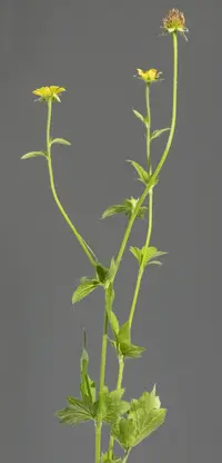 Wood Avens