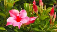 Mandevilla sanderi blooms