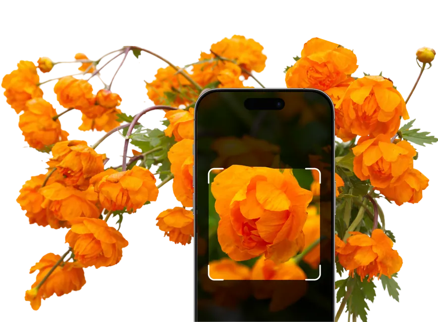 Orange and Yellow Flowers Identification – Hero