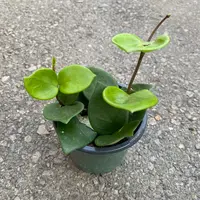 Hoya carnosa 'Chelsea' in the pot
