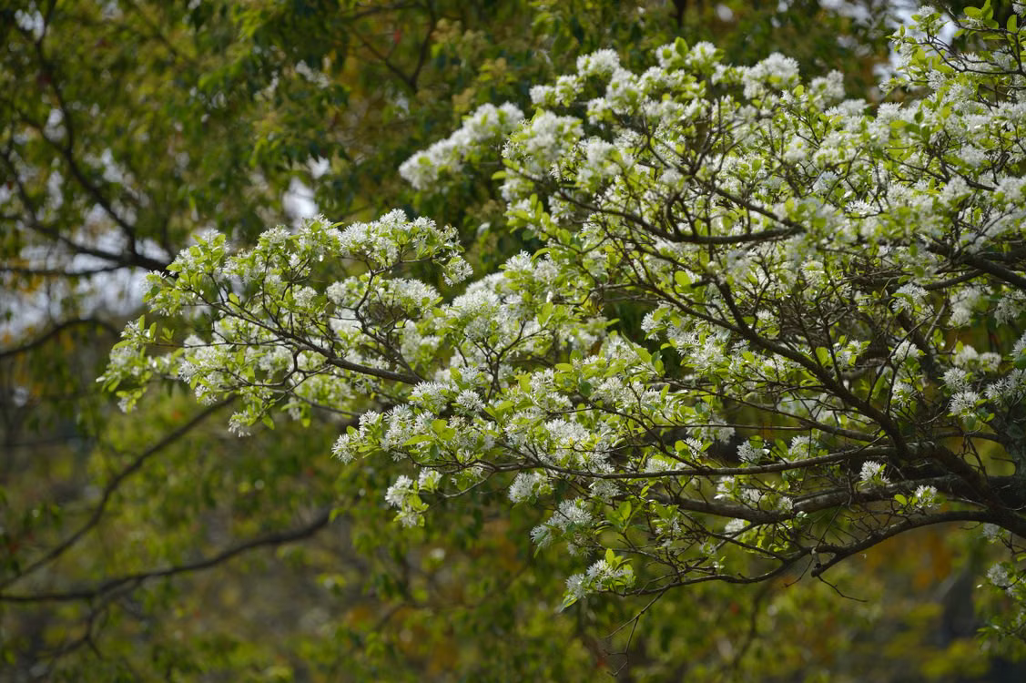 Best Small Trees for Front Yard - Canadian Serviceberry