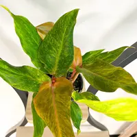 Copper Birdsnest Philodendron (Philodendron 'Autumn') plant