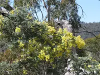 Silver Wattle