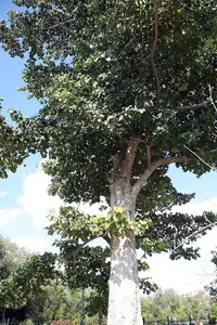 Haldu