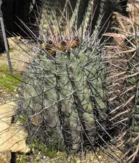 Emory's barrel cactus