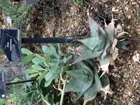 Aloe imalotensis (Aloe imalotensis) plant