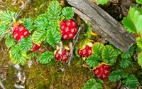 Falkland Strawberry