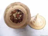 Cream nut