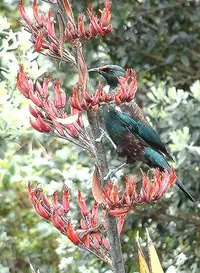New Zealand flax