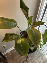 Blushing Philodendron photo by a Botan App user