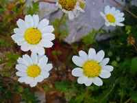Chios Chamomile