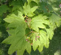 vine maple