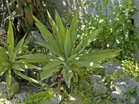 false sisal