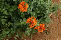 Cape honeysuckle (Tecomaria capensis) plant