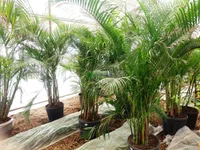 Dypsis lutescens