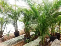 Dypsis lutescens