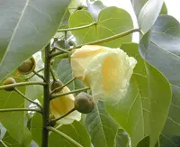 Portia tree
