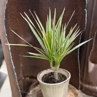 Dragon Tree