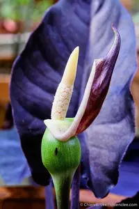 Alocasia infernalis