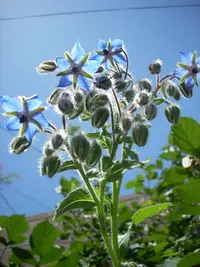 common borage (Borago officinalis) plant