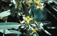 Russian olive