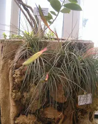 Tillandsia tricolor