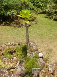 Hawaiian palm (Brighamia insignis) plant