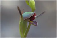 Horned orchid