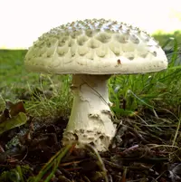 Solitary Amanita