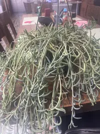 String of Fishhooks photo by a Botan App user