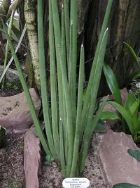 Dracaena pearsonii