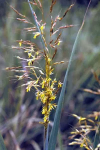 Indiangrass (Sorghastrum nutans) plant