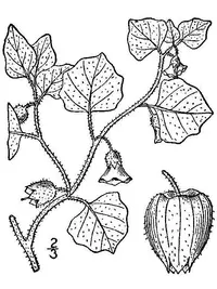 hairy groundcherry