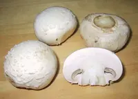 portobello mushroom