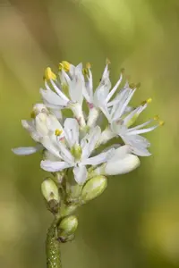 western false asphodel