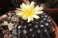 underground copiapoa (Copiapoa hypogaea) plant
