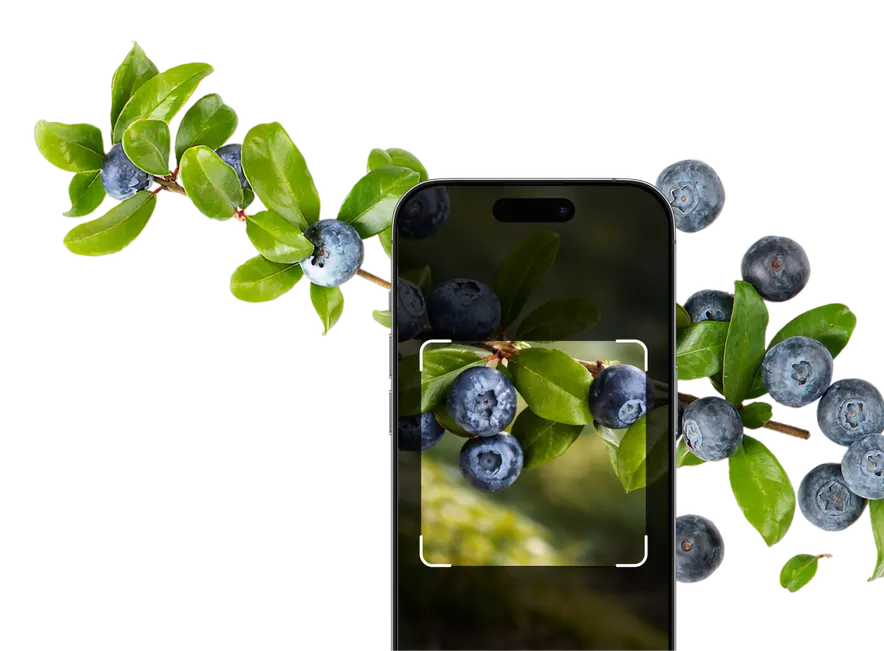 Berry Identification – Hero