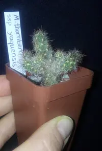 Thornber's fishhook cactus