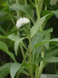 Senegal tea
