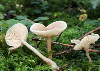 Fragrant Funnel