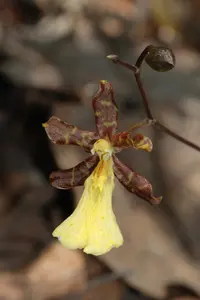 Oncidium brachyandrum (Oncidium brachyandrum) plant