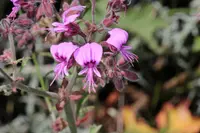 Hispid pelargonium