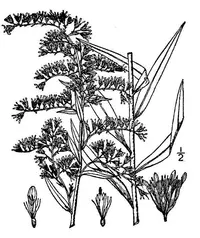 anisescented goldenrod (Solidago odora) plant